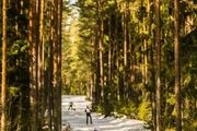 Tallinna suusamaratoni korraldustööd on täies hoos